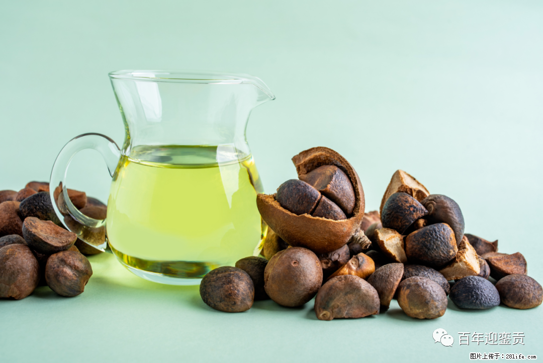 揭秘茶油的5大核心营养成分！被称为人体健康的“守护盾”！ - 青岛生活资讯 - 青岛28生活网 qd.28life.com