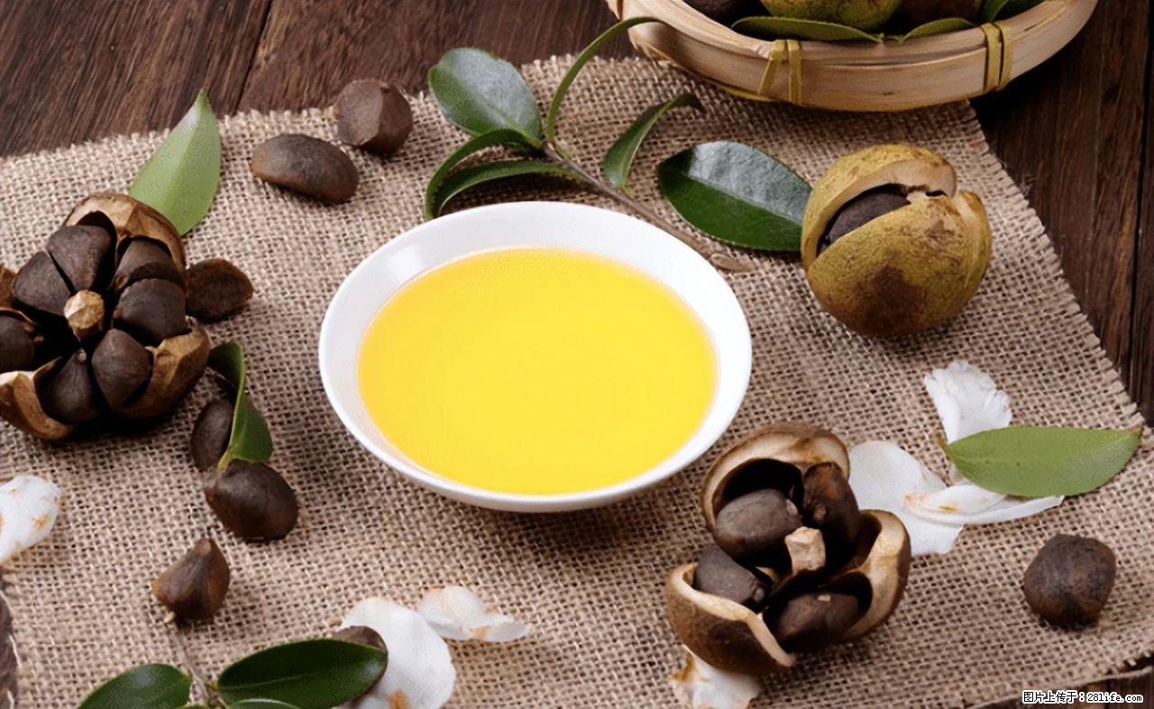 揭秘茶油的5大核心营养成分！被称为人体健康的“守护盾”！ - 青岛生活资讯 - 青岛28生活网 qd.28life.com