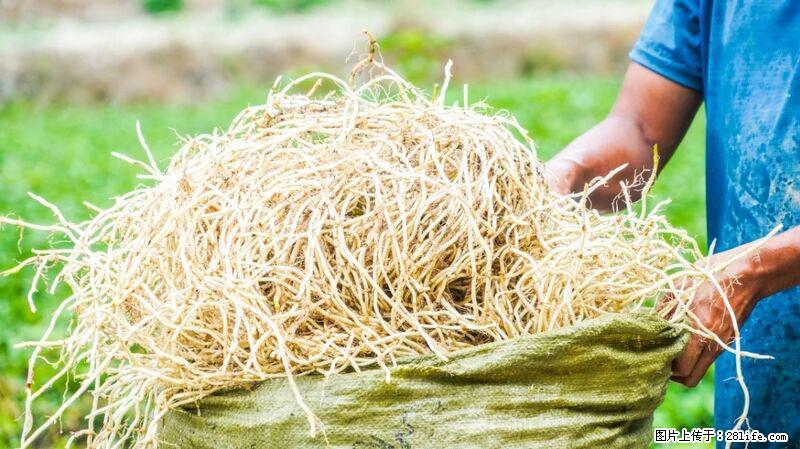 堪称“最难吃”的蔬菜，却是 “抗辐射神器”，还能护肺、清热、止咳化痰！ - 青岛生活资讯 - 青岛28生活网 qd.28life.com