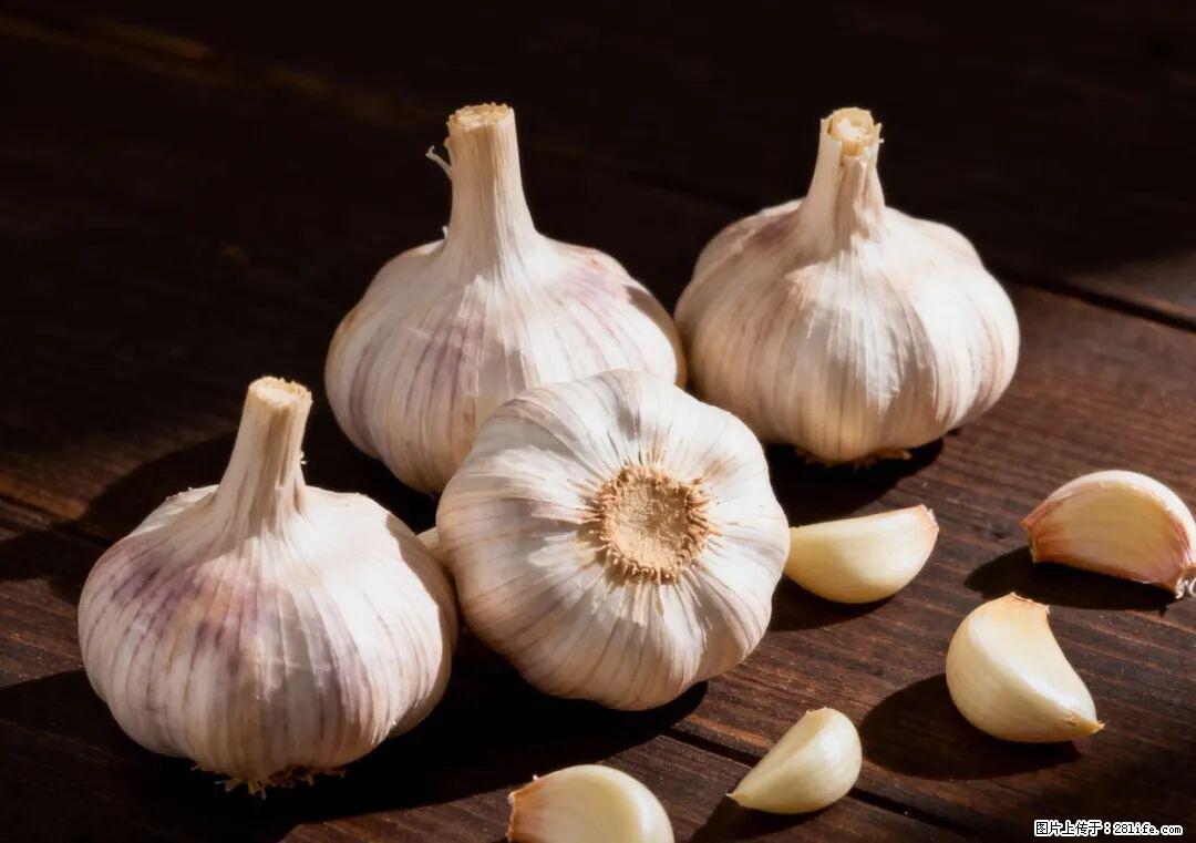 关于大蒜，除了“天然抗生素”，这4个谣言更该警惕! - 青岛生活资讯 - 青岛28生活网 qd.28life.com