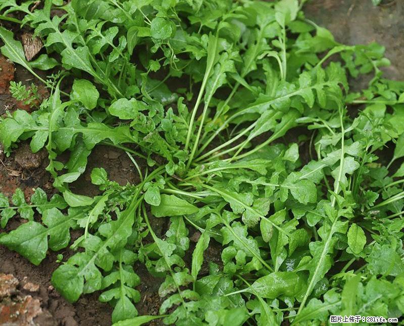 这些蔬菜是“天然钙片”，这6种被医生重点推荐 - 青岛生活资讯 - 青岛28生活网 qd.28life.com