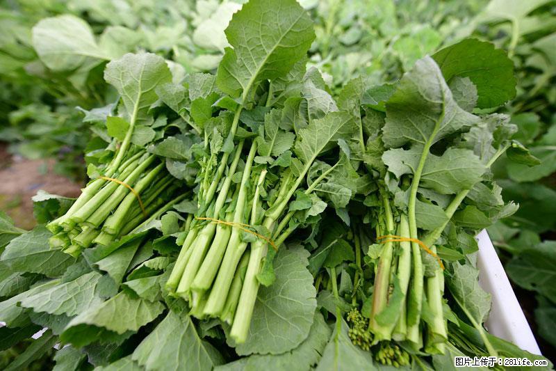 这些蔬菜是“天然钙片”，这6种被医生重点推荐 - 青岛生活资讯 - 青岛28生活网 qd.28life.com